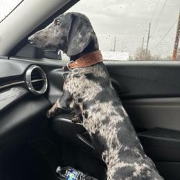 Ruger - Dapple male Dachshund puppy in Nevada, Missouri from Backroad Fur Babies