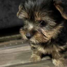 Yorkshire Terrier puppies from Yorker Puppy Palace