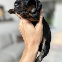 Dachshund Puppies from Doxie View Acres