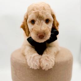 Rainier - Apricot male Goldendoodle puppy in North Carolina from Tuxedo Mountain Doodles