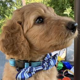 Nemo - Apricot male Goldendoodle puppy in Belfair, Washington from Merry R Goldendoodles
