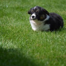 Pembroke Welsh Corgi Puppies from C&G Corgis
