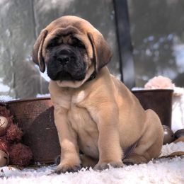 Mastiff Puppies from Majestic Mastiffs of Florida