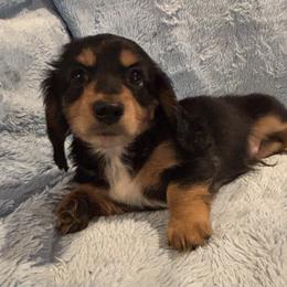 Willie - Black and tan male Dachshund puppy in Statesville, North Carolina from Lakeside Dachshunds