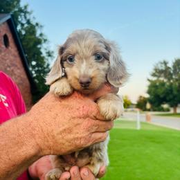 Josephine - Fawn (isabella) and tan female Dachshund puppy in Altus, Oklahoma from Johnson Prairie Pups