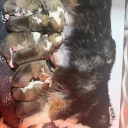 Boy 3 - Red male Pembroke Welsh Corgi puppy in Caliente, California from Rafter Cross 7