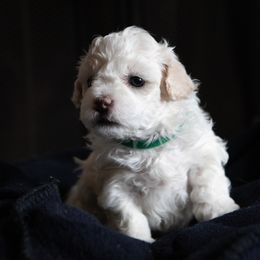 Boy 2 - Maltipoo puppy in Peekskill, New York from Dorothy Bunch's Maltipoos