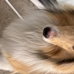 Revvy - Collie