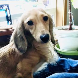 Ava - Dachshund