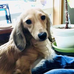 Ava - Dachshund
