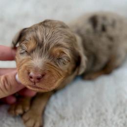 Purple collar girl - Chocolate merle female Bernedoodle puppy in Colorado Springs, Colorado from Mercy Mountain Bernedoodles