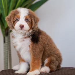 Applejack - Chocolate merle male Bernedoodle puppy in Dundee, Ohio from Down Home Doodle