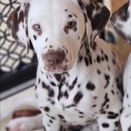 Green - White and liver brown male Dalmatian puppy in Conrath, Wisconsin from JSF Dalmatians LLC