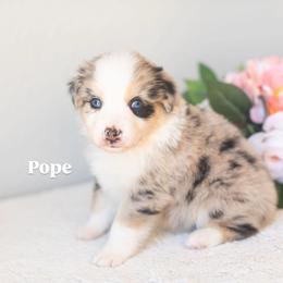 Pope - Blue merle male Miniature American Shepherd puppy in Tonopah, Arizona from King's Miniature American Shepherds