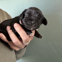 Shadow - Black and white female Cavalier King Charles Spaniel puppy in Greenleaf, Wisconsin from Ledgetop Family Cavaliers