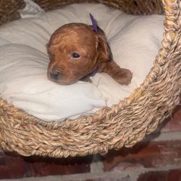 Sophie - Red  female Poodle puppy in Okc, Oklahoma from Designer Poos By Diva