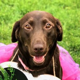 Jinger - Labrador Retriever