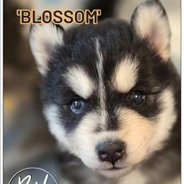 Blossom - Black and white female Pomsky puppy in Norfolk, Virginia from 'Brick'House Couture Pomskies