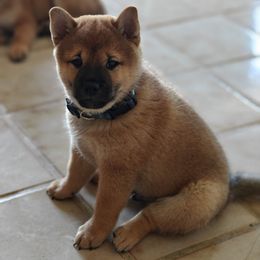 Chubbs - Sesame male Shiba Inu puppy in Honolulu, Hawaii from Slushpuppskies