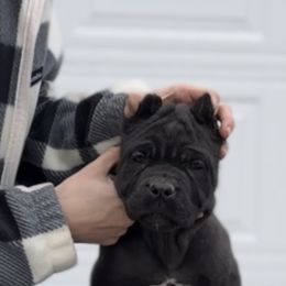 Girl 2 - Black Cane Corso puppy in Bucyrus, Ohio from Woodleyswarriors