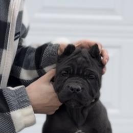 Girl 2 - Black Cane Corso puppy in Bucyrus, Ohio from Woodleyswarriors