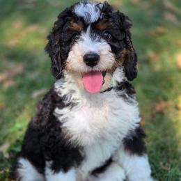 Andy - male Australian Mountain Doodle puppy in Broken Arrow, Oklahoma from Tulsa Australian Mountain Doodles