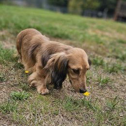 Sammy - Dachshund