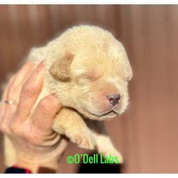 Bethlehem - Yellow male Labrador Retriever puppy in Sullivan, Missouri from O’Dell Labs