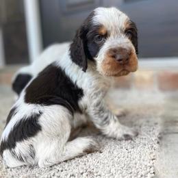 English Springer Spaniel Puppies from Southbend Springers