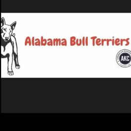 Bull Terriers from Alabama Bull Terriers