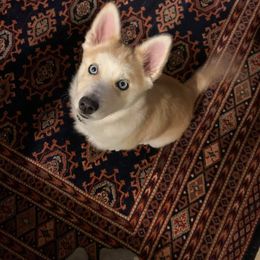 Pomsky Puppies from Paw-lenty of Pomskies