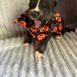 Scarecrow - Agouti and white male Siberian Husky puppy in London, Ohio from Rose Trail Siberian’s