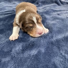 Hartzland aussies - Red tri-color male Australian Shepherd puppy in Wrightstown, New Jersey from Hartzland Farm Australian Shepherds