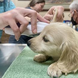 Dachshund Puppies from Island Farms Mimi’s Dachshunds Florida