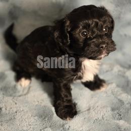Boy 2 - male Havanese puppy in Sandy, Utah from Sandia