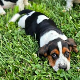 Prismari - Black brown and white female Basset Hound puppy in West Chester, Ohio from Bed-N-Bassets