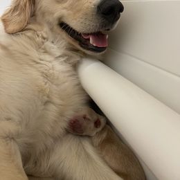 Golden Retriever Puppies from Winters Goldens