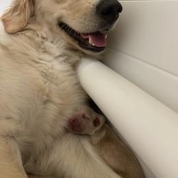 Golden Retriever Puppies from Winters Goldens