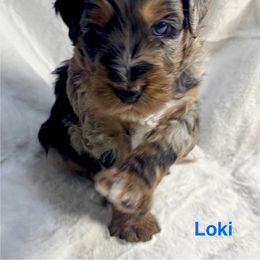 Aussiedoodle Puppies from Dogwood Family Doodles