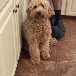 Goldendoodle Puppies from Teddy Bear Goldendoodles