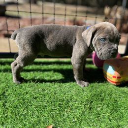 Cane Corso and Lowchen Puppies from High Royal Kennel