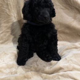 “Doughnut” Blue Collar Boy - Poodle puppy from Champagne Poodles