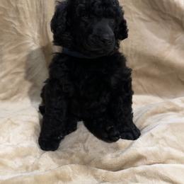 “Doughnut” Blue Collar Boy - Poodle puppy from Champagne Poodles