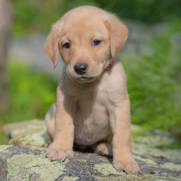 Boy 2 - Yellow male Labrador Retriever puppy in Oxford, Connecticut from Woodland Kennel