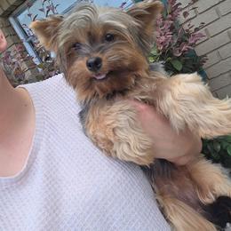 Cami - Yorkshire Terrier