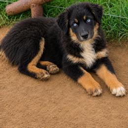 Marina - Black tri-color female Australian Shepherd puppy in Mineral Wells, Texas from A6 Australian Shepards