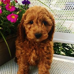 Goldendoodle Puppies from Abidoodles