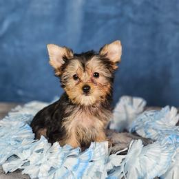 Pup 2 - Black and tan male Yorkshire Terrier puppy in Polk City, Florida from Yorkies by Casey