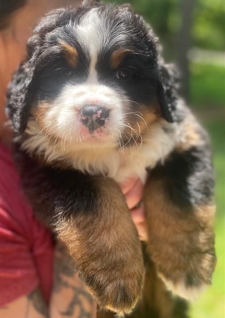 Blue Ridge Mountains - Bernese Mountain Dog Pups in North Carolina ...