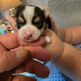 Boy 2 - Black & tan tri-color male Morkie puppy in Bucyrus, Ohio from Dyer's Beauties